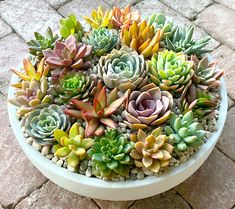 a bowl filled with lots of succulents sitting on top of a stone floor