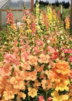 many different colored flowers in a garden