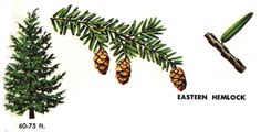 a postage stamp with pine cones and leaves on it's side, including an eastern hemlock