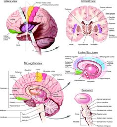 the human brain is shown with different parts labeled in each section, including the cerebra