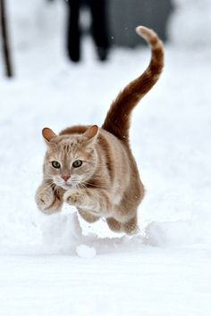 a cat running in the snow with it's front paws out