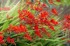 red flowers are blooming in the green grass