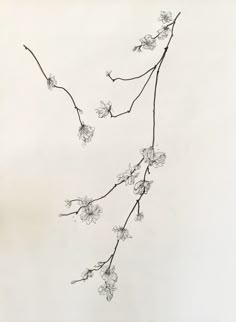 an ink drawing of flowers on a branch