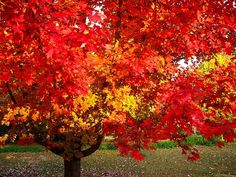 an orange tree with red leaves in the fall