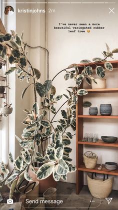 a houseplant is displayed in front of a shelf with other items on it