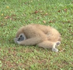 a baby monkey rolling around in the grass with its head on it's back