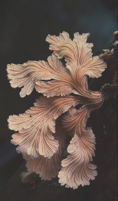 a close up of a mushroom growing on a tree