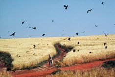 there are many birds flying in the sky over a dirt road that leads to an open field