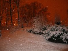 a snow covered yard with trees and bushes in the foreground, at night time