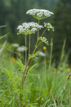 some very pretty white flowers in the middle of tall green grass with trees in the background