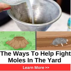 Saving Builder - Lifestyle Mole