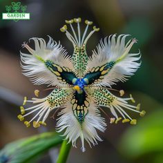 a white flower with blue and green markings on it's petals is shown in the foreground