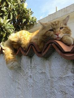 an orange cat laying on top of a roof