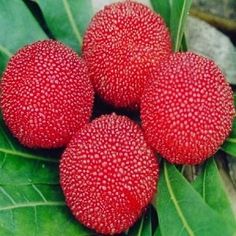 three red berries are on the green leaves