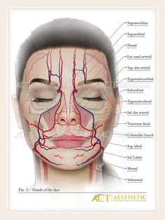 Anatomy Of The Face, Dermal Fillers Lips, Skin Anatomy, Medical Esthetician, Facial Anatomy, Face Anatomy