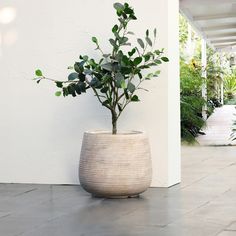 a potted plant sitting on the ground next to a white wall with plants in it