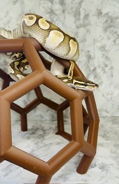 a snake is sitting on top of an object in the shape of hexagons