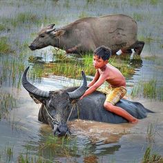 a boy is riding on the back of a water buffalo in a river with other animals behind him