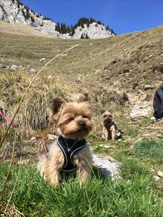 two small dogs sitting in the grass on a hill side with mountains in the background