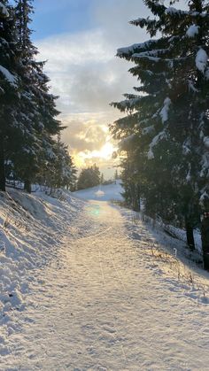 the sun shines through the trees on a snowy path that is lined with pine trees