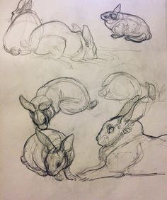 three drawings of rabbits laying down on the ground