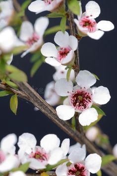 white and pink flowers are blooming on a tree branch royalty images, stock photos