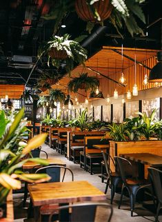 an empty restaurant with tables and chairs covered in plants, hanging lights and potted plants