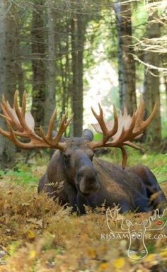 a moose laying down in the woods with large antlers