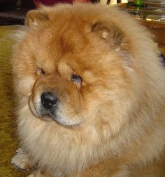 a large brown dog sitting on top of a carpet