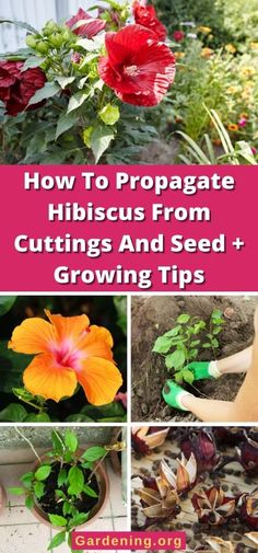 how to propagate hibiscus from cuttings and seed + growing tips