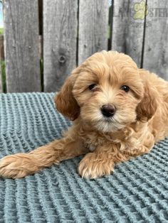 a small brown dog laying on top of a blue blanket