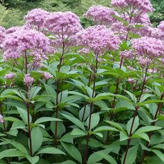 purple flowers are blooming in the garden