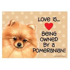 a pomeranian dog with paw prints on it's back and the words love is being owned by a pomeranian