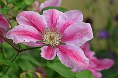 pink flowers with green leaves in the foreground