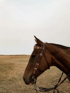 a brown horse standing on top of a dry grass field