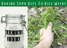 a hand is pointing at a jar with baking soda in it and the words baking soda uses to kill weeds