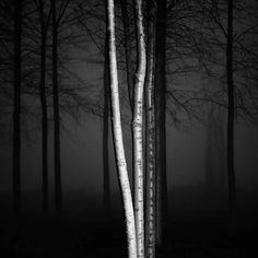 black and white photograph of trees in the woods at night with light coming from behind