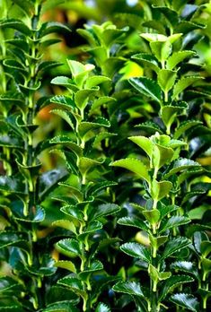 a bush with green leaves in the sunlight