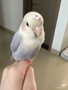 a small white and gray bird sitting on someone's hand in front of a door