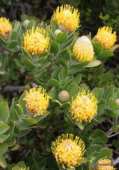 the yellow flowers are blooming on the green leaves in the bushy area,