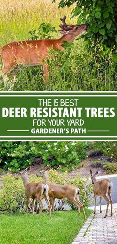 deer are grazing in the grass next to some bushes and trees with text overlay that reads, the best deer resistant trees for your yard