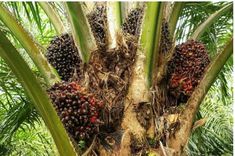 a palm tree with lots of fruit growing on it's branches in the jungle