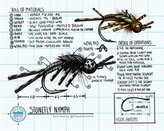 the anatomy of a fly with instructions on how to draw it and what to use it