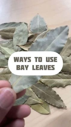 Burn Bay Leaves, Burning Bay Leaves, Money Spells Magic, Smudging Prayer, Money Spells That Work, Good Luck Spells, Magickal Herbs, Luck Spells, Healing Magic