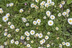 white and yellow daisies growing in the grass