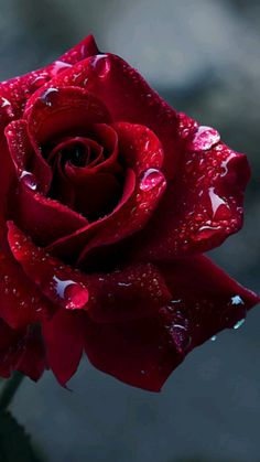 a red rose with water droplets on it