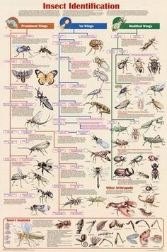 an insect identification poster with different types of bugs and other insects on the back ground