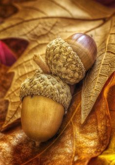 two acorns sitting on top of a leaf with a quote about them in the middle