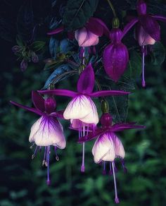 purple and white flowers with green leaves in the backgrounnd, hanging from a branch