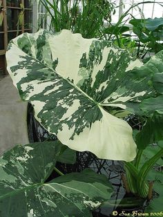 a large green leafy plant in a greenhouse